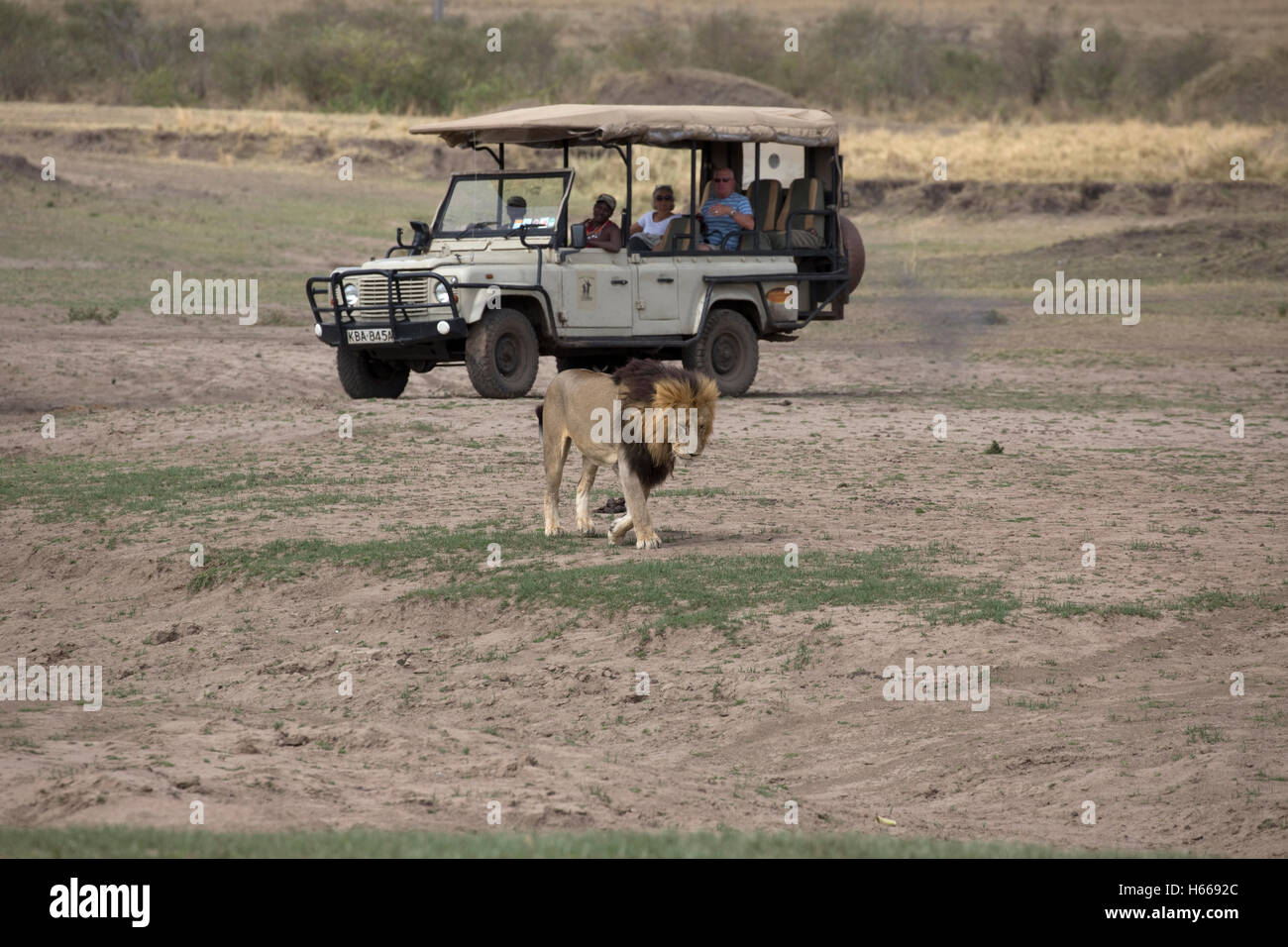 Veicolo di Safari con i turisti a guardare maschio a piedi lion Masai Mara Kenya Foto Stock