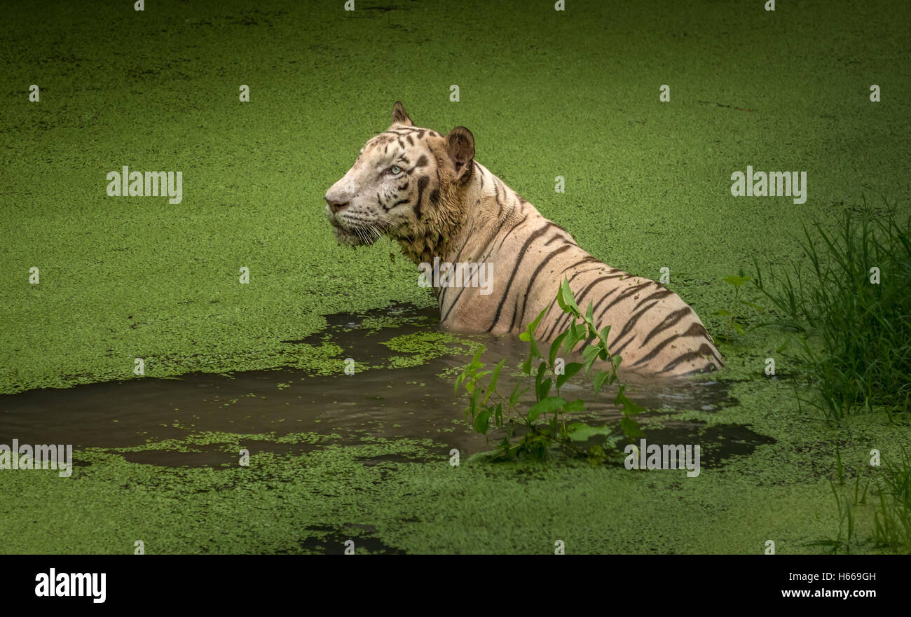 La tigre bianca immersi in una palude a Sunderban riserva della tigre. Bianco le tigri del Bengala può essere raramente visto fuori della prigionia. Foto Stock