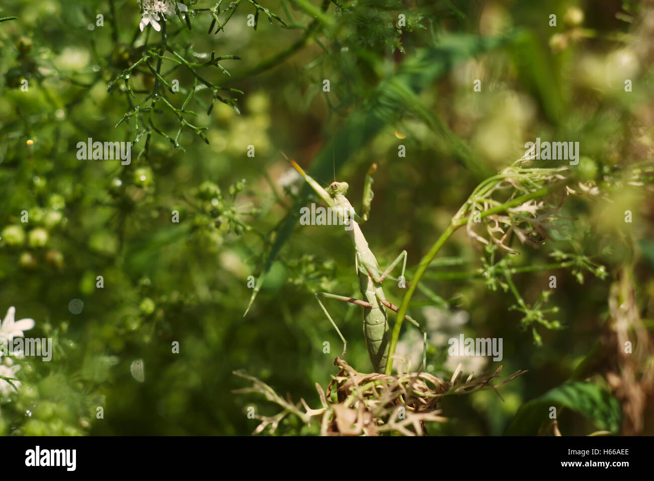 Green mantis è seduta sul gambo sottile Foto Stock