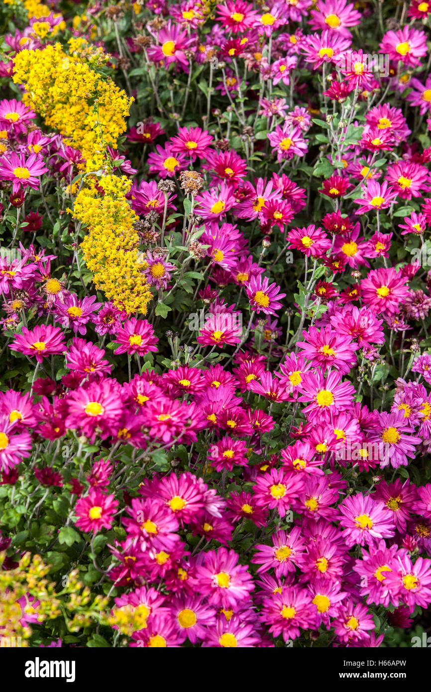 Crisantemo herbstkuss, viola i colori autunnali Foto Stock