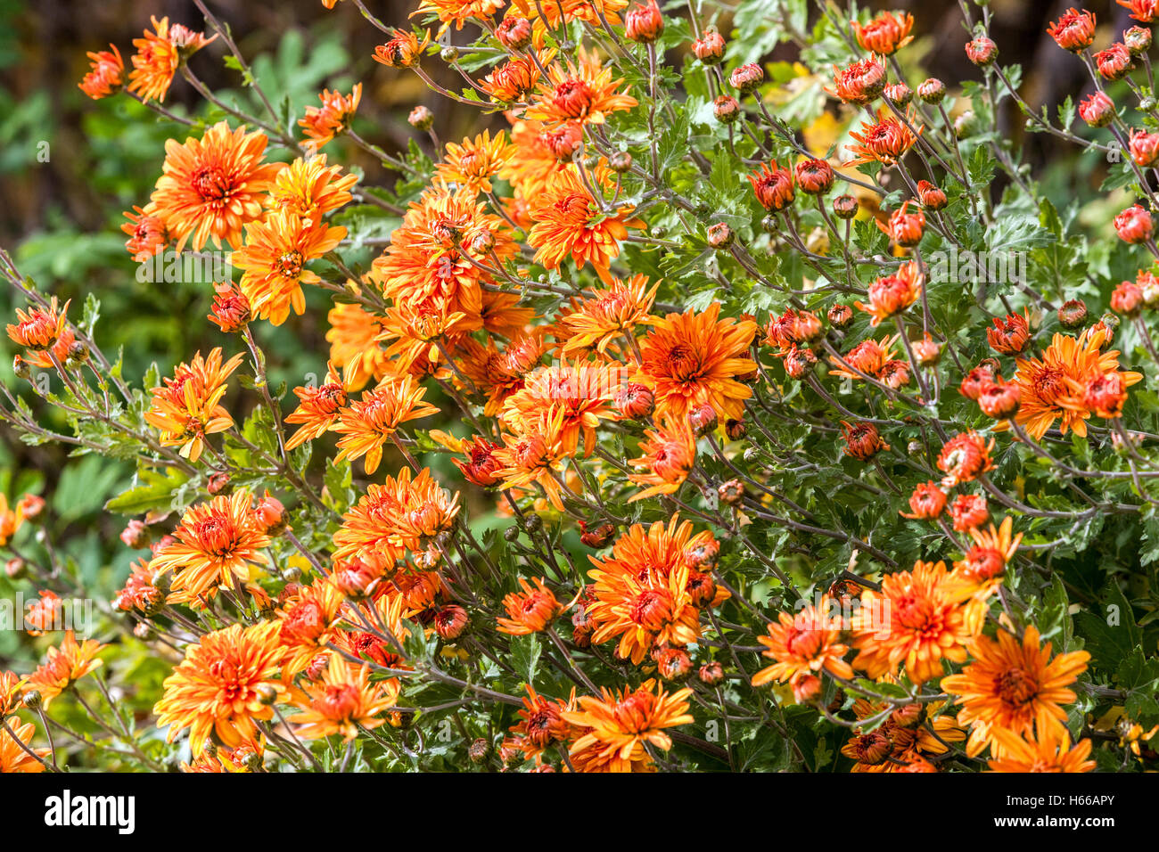 Crisanthemum Mandarine, arancio, fiori d'autunno Giardino, confine, letto, Astro colorato e fiorito Foto Stock