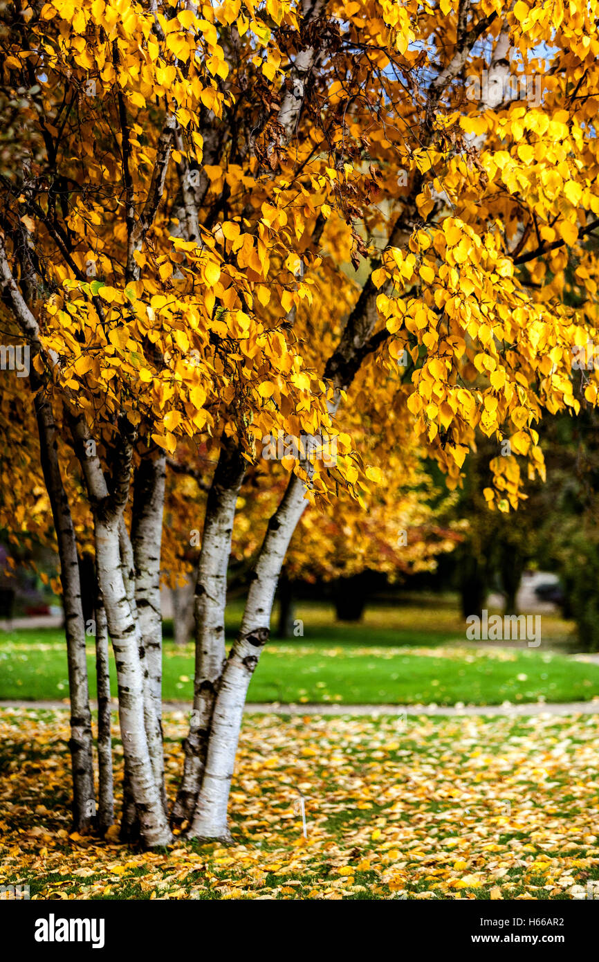 Betula papyrifera, carta betulla, white birch e canoa betulla, colori dell'autunno Foto Stock