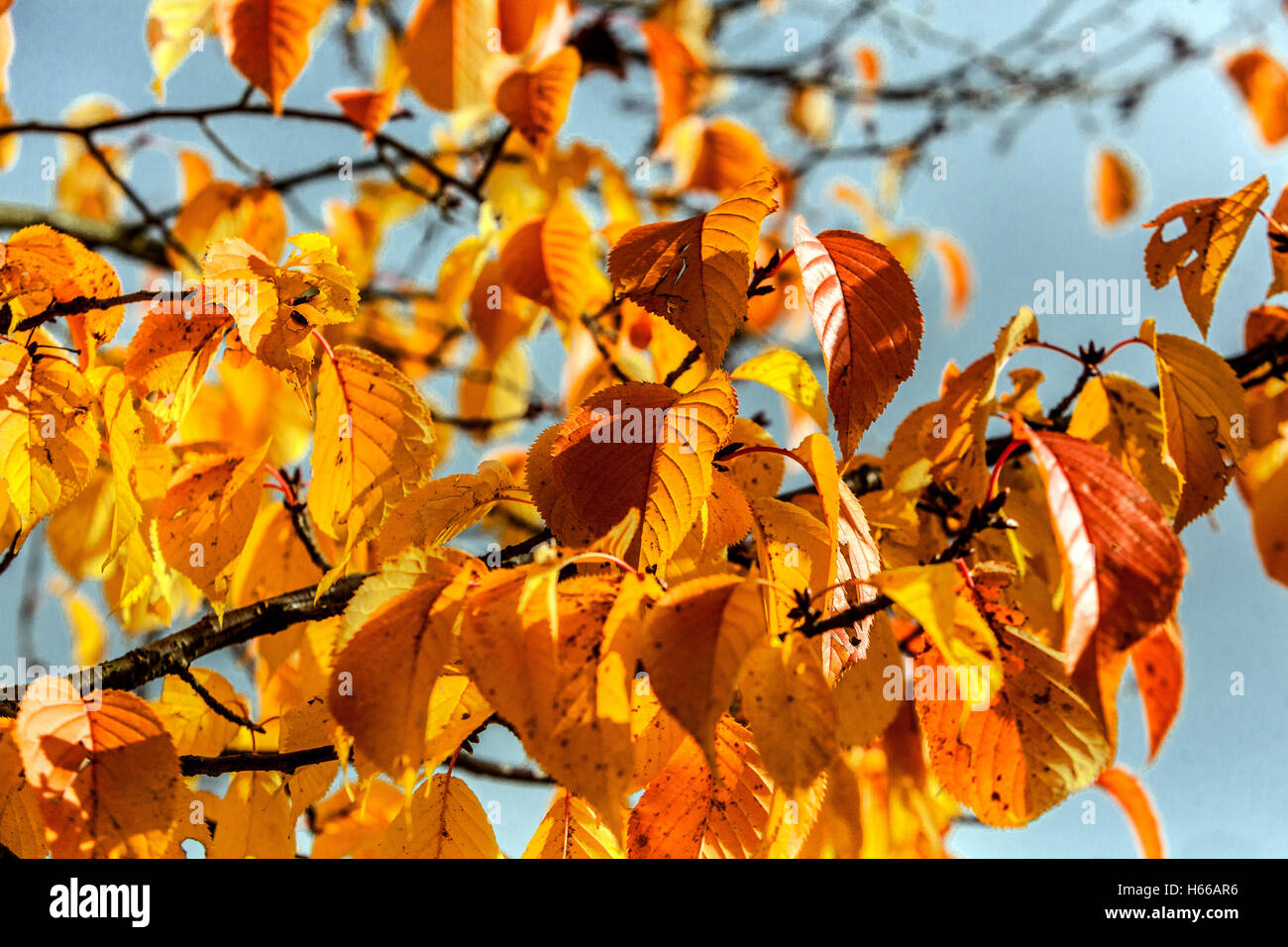 Prunus sargentii Rancho, albero autunno lascia Prunus autunno Foto Stock