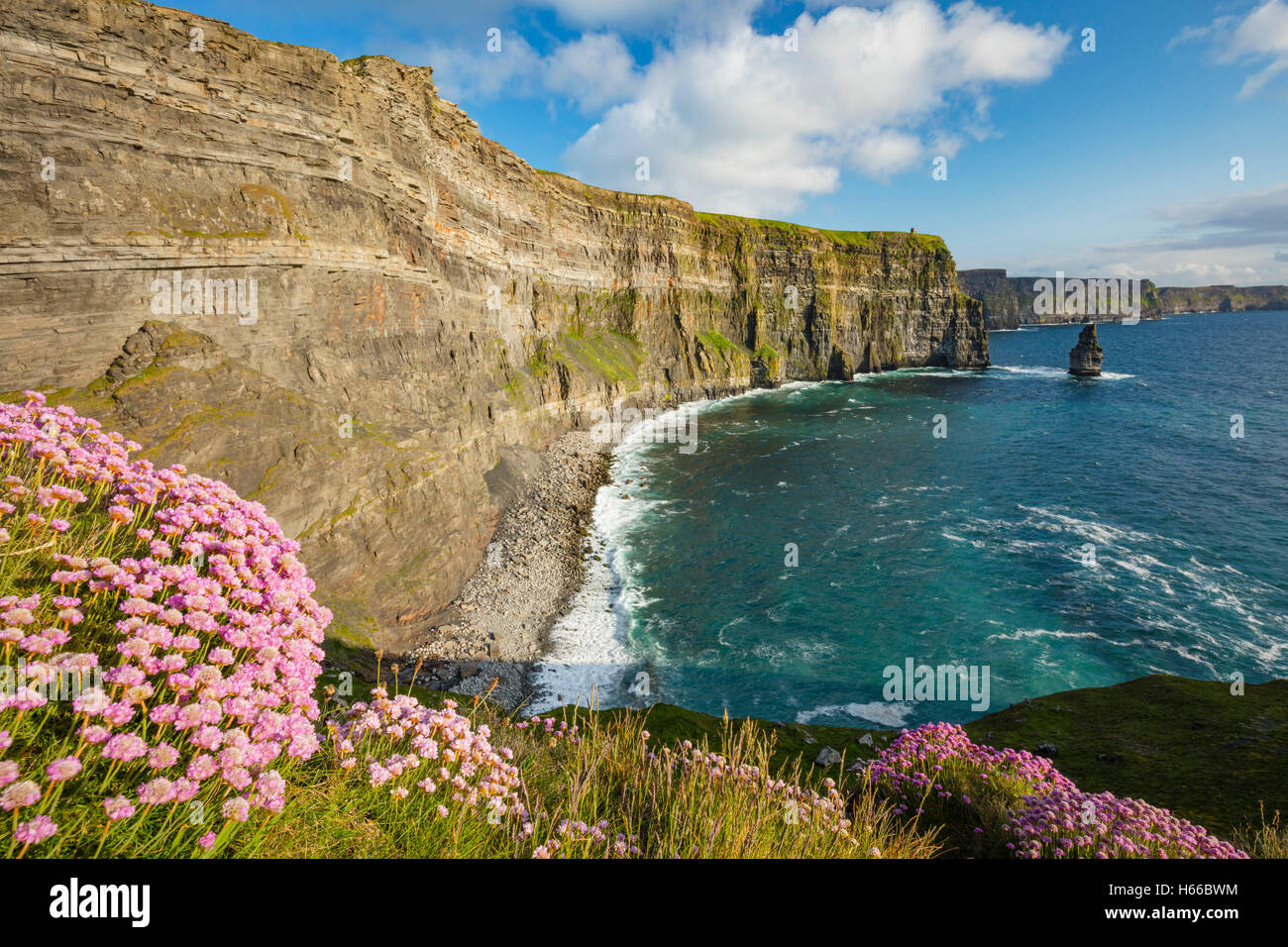 La parsimonia costiere sotto le scogliere di Moher, County Clare, Irlanda. Foto Stock