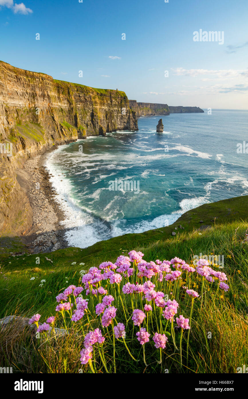 La parsimonia costiere sotto le scogliere di Moher, County Clare, Irlanda. Foto Stock