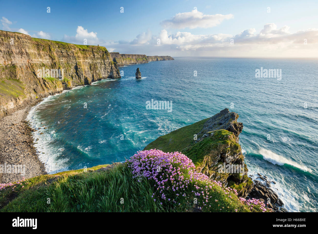 La parsimonia costiere crescente sul bordo delle scogliere di Moher, County Clare, Irlanda. Foto Stock