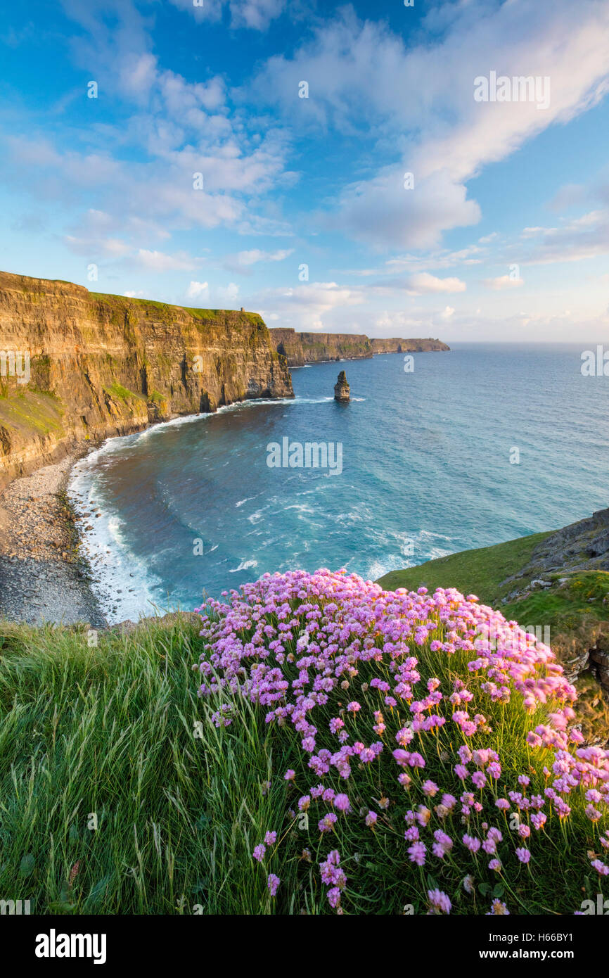 La parsimonia costiere crescente sul bordo delle scogliere di Moher, County Clare, Irlanda. Foto Stock