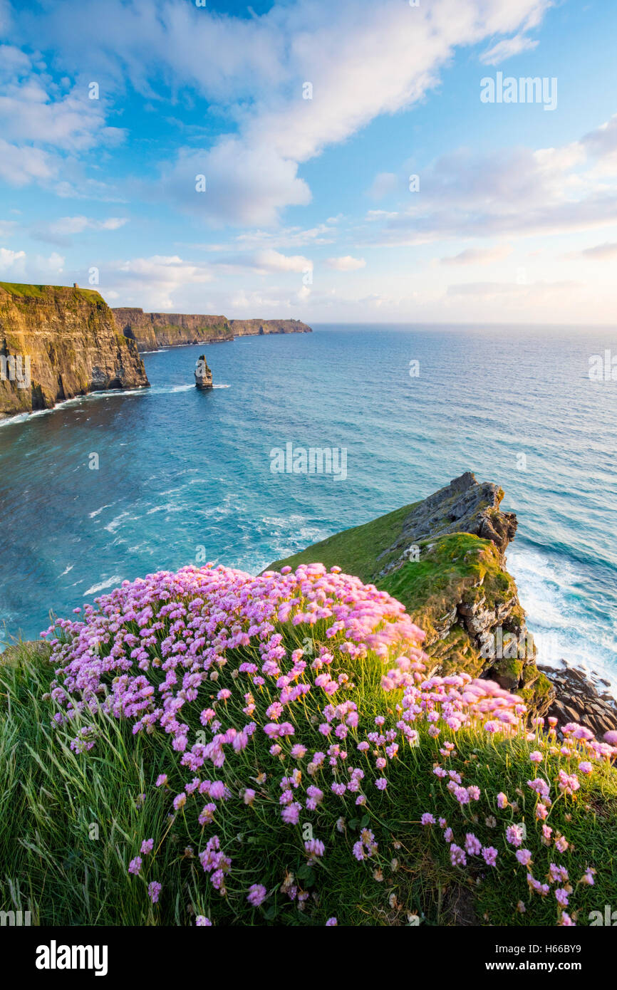 La parsimonia costiere crescente sul bordo delle scogliere di Moher, County Clare, Irlanda. Foto Stock