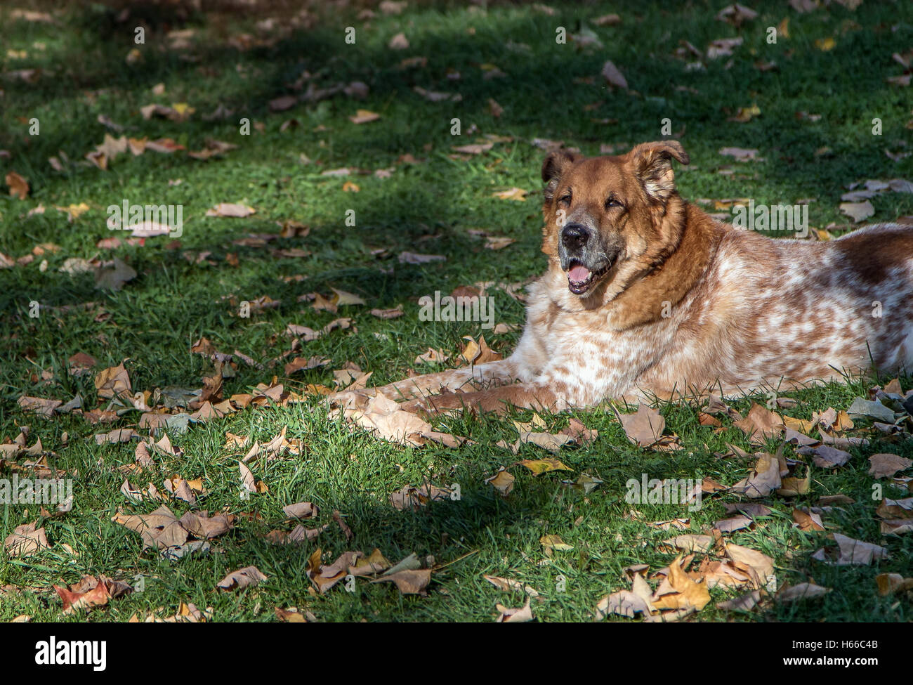 Un vecchio cane sdraiati sull'erba. Foto Stock