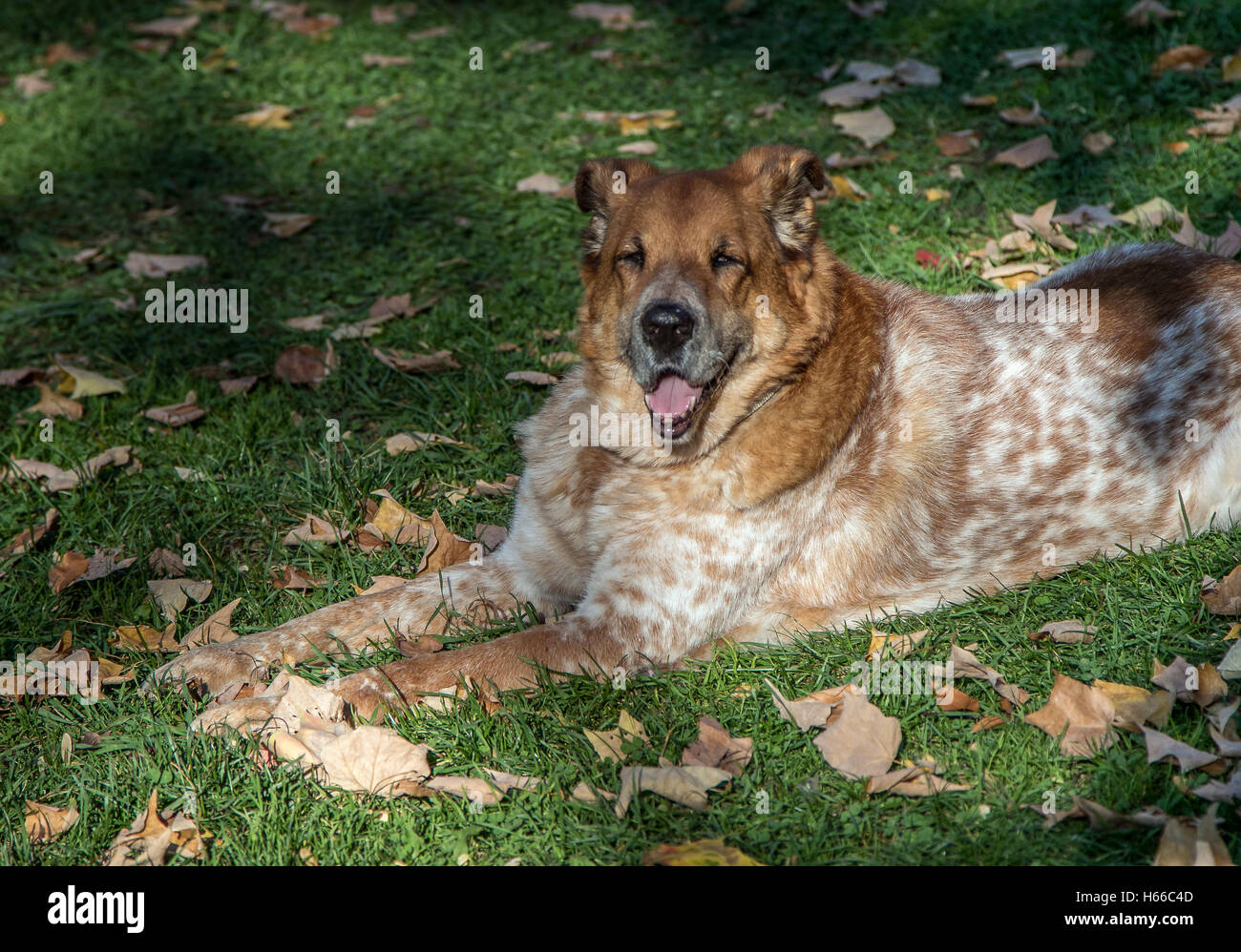Un vecchio cane sdraiati sull'erba. Foto Stock