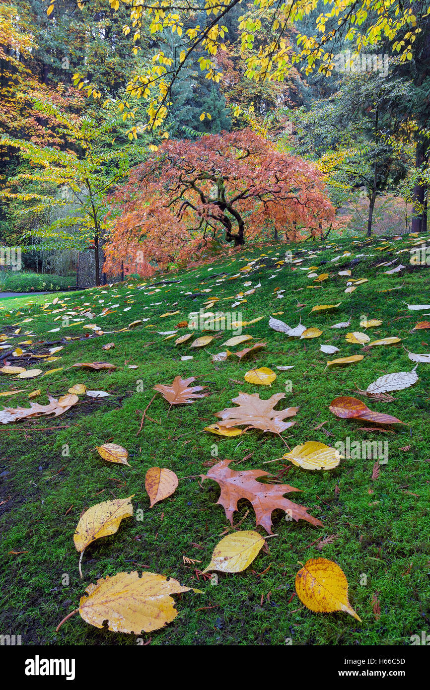 Giapponese acero su un verde pendio di muschio con la caduta delle foglie in autunno Foto Stock