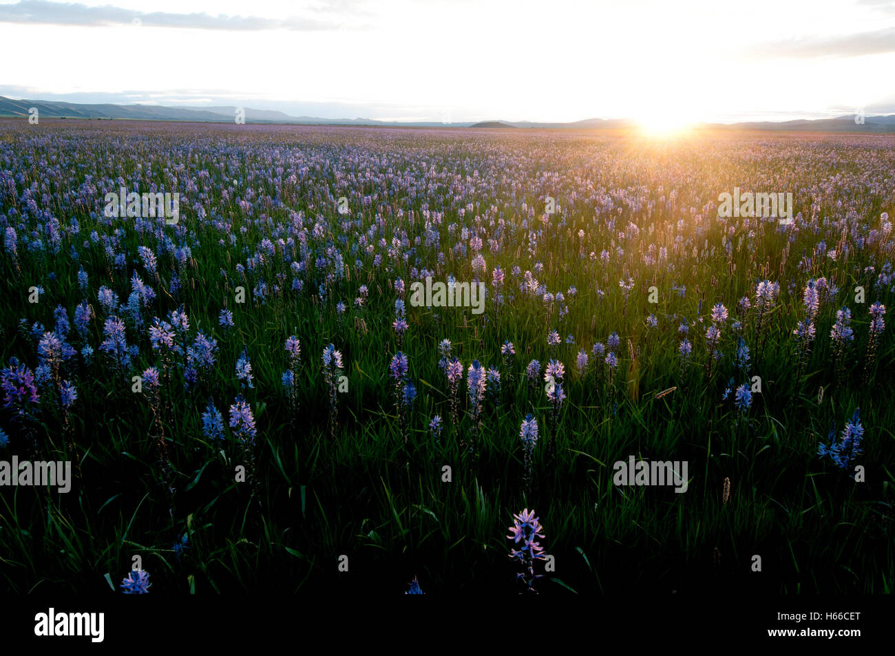 Tramonto sul prato di camas in Centennial Marsh, Camas Prairie, Camas County, Idaho Foto Stock Tramonto sul prato di camas in Centennial Marsh, Camas Prairie, Camas County, Idaho Foto Stock