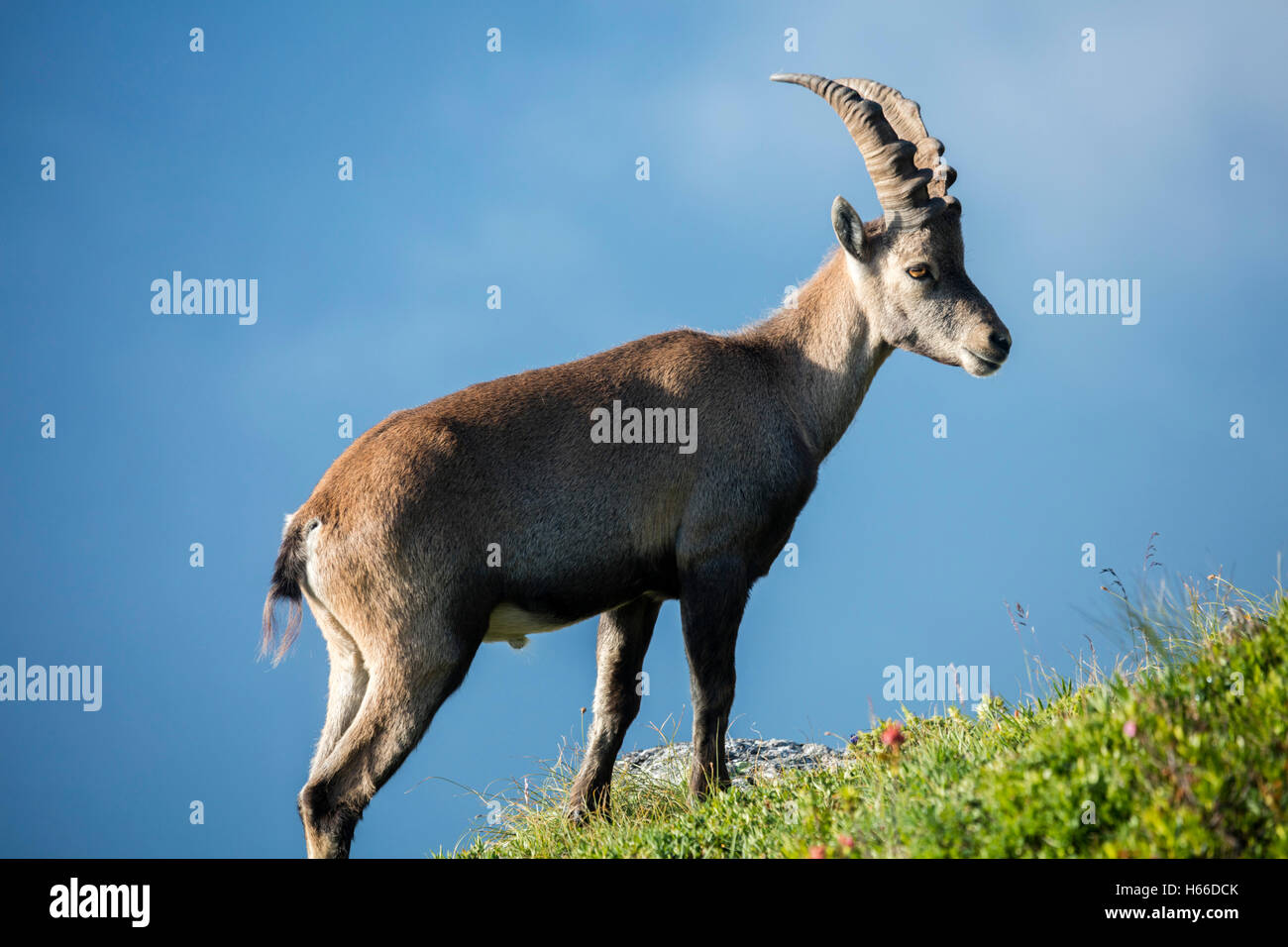 Ibex maschio della Valle di Chamonix, Haute Savoie, sulle Alpi francesi, Francia. Foto Stock