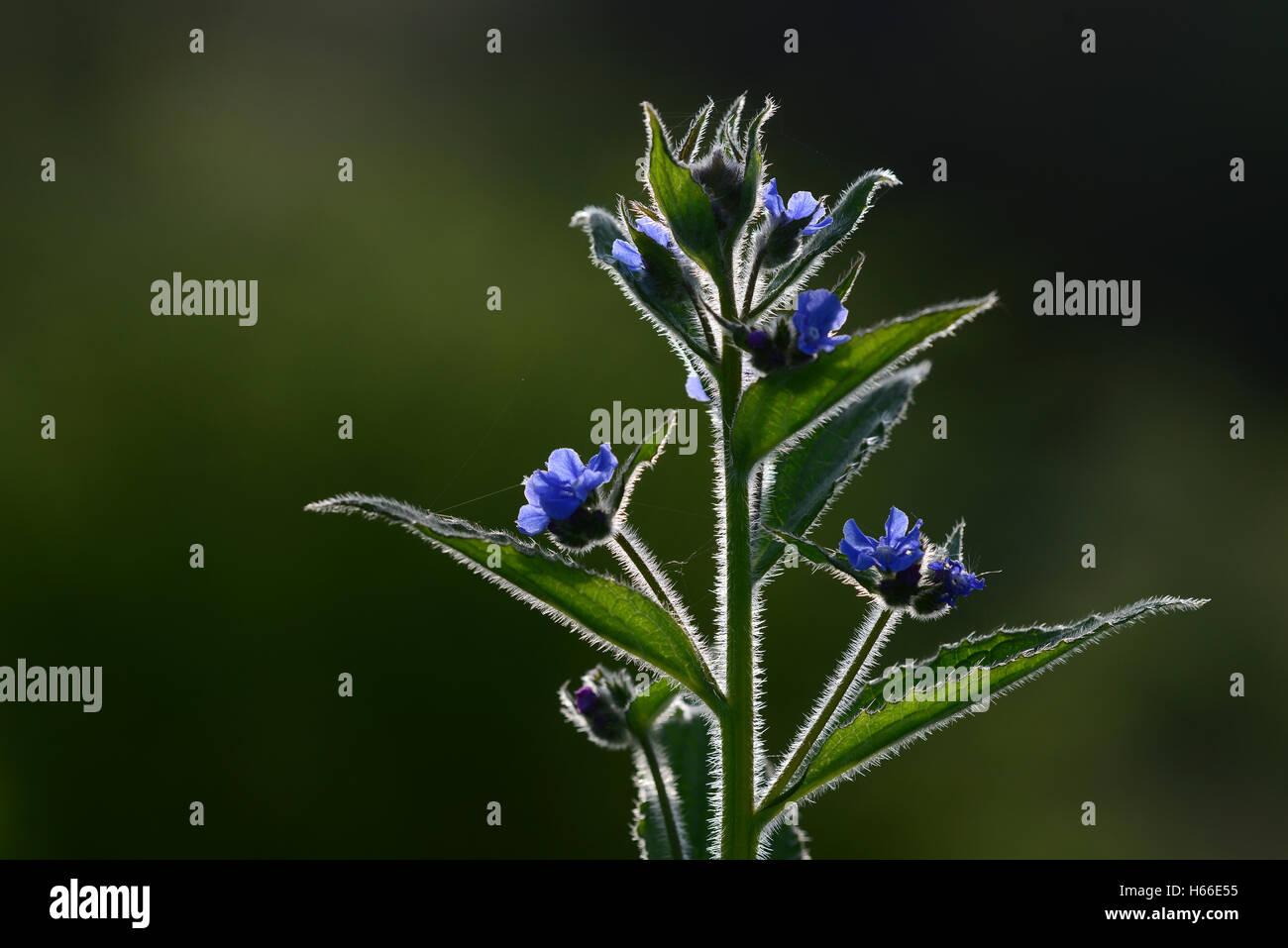 Alcanna verde Foto Stock