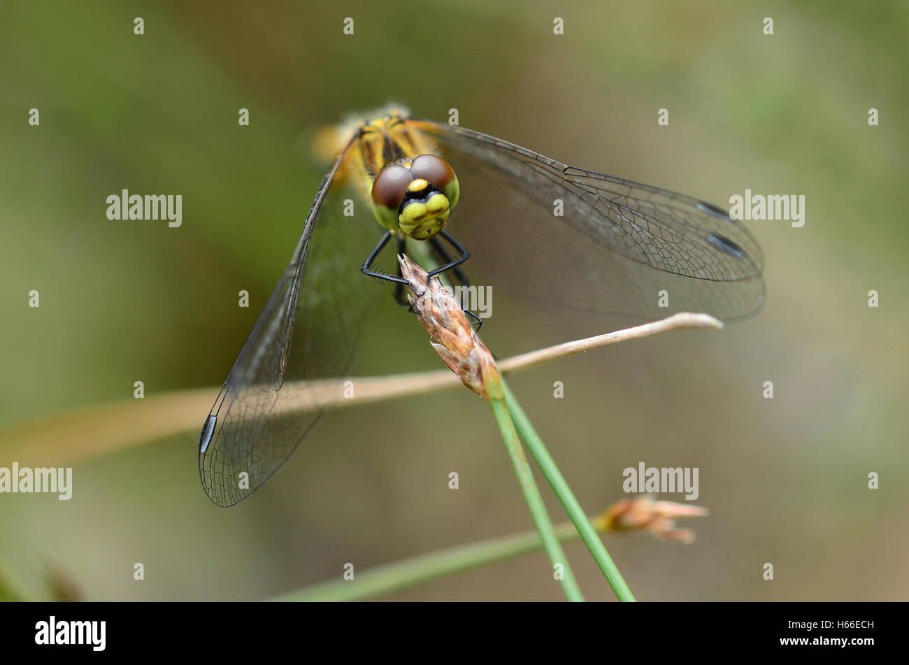 Common darter sympetrum striolatum Foto Stock