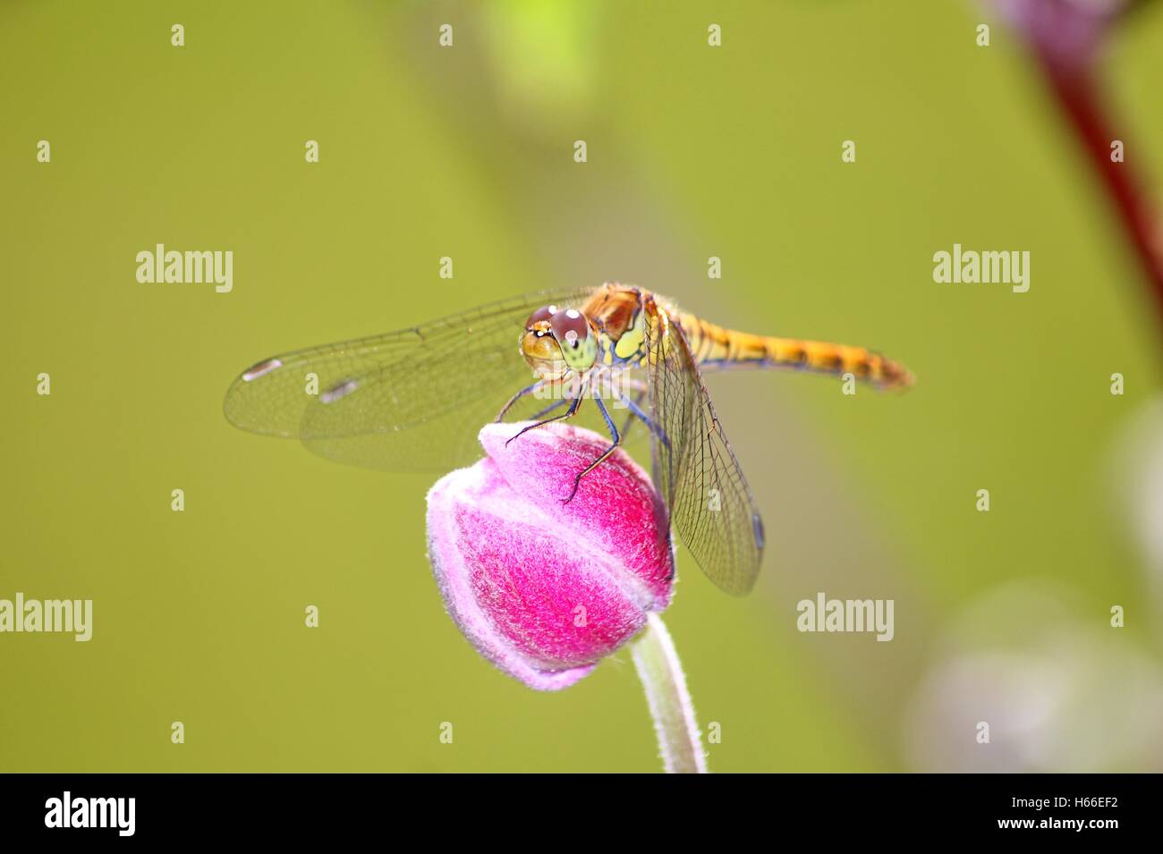 Libellula Anisoptera o Foto Stock