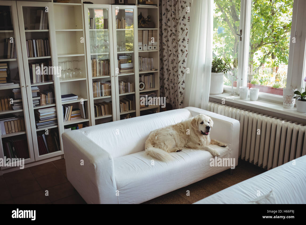 Cane relax su un divano Foto Stock