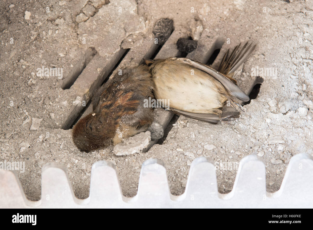 uccelli intrappolati in un camino - due uccelli morti (passeri) trovati all'interno di una stufa a legna dopo che gli occupanti sono tornati dalle vacanze dopo la diga Foto Stock