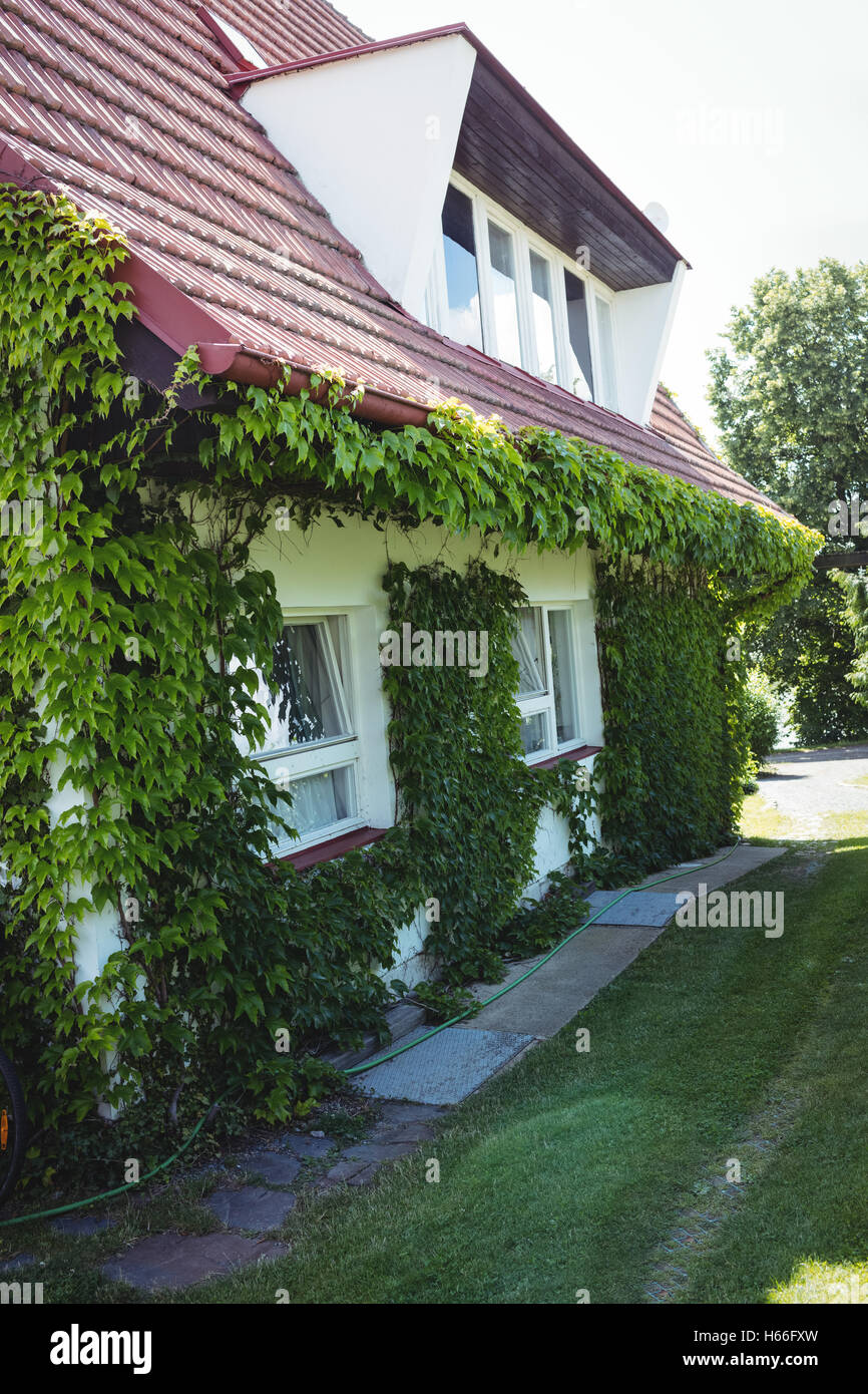 Liane piante su una casa Foto Stock