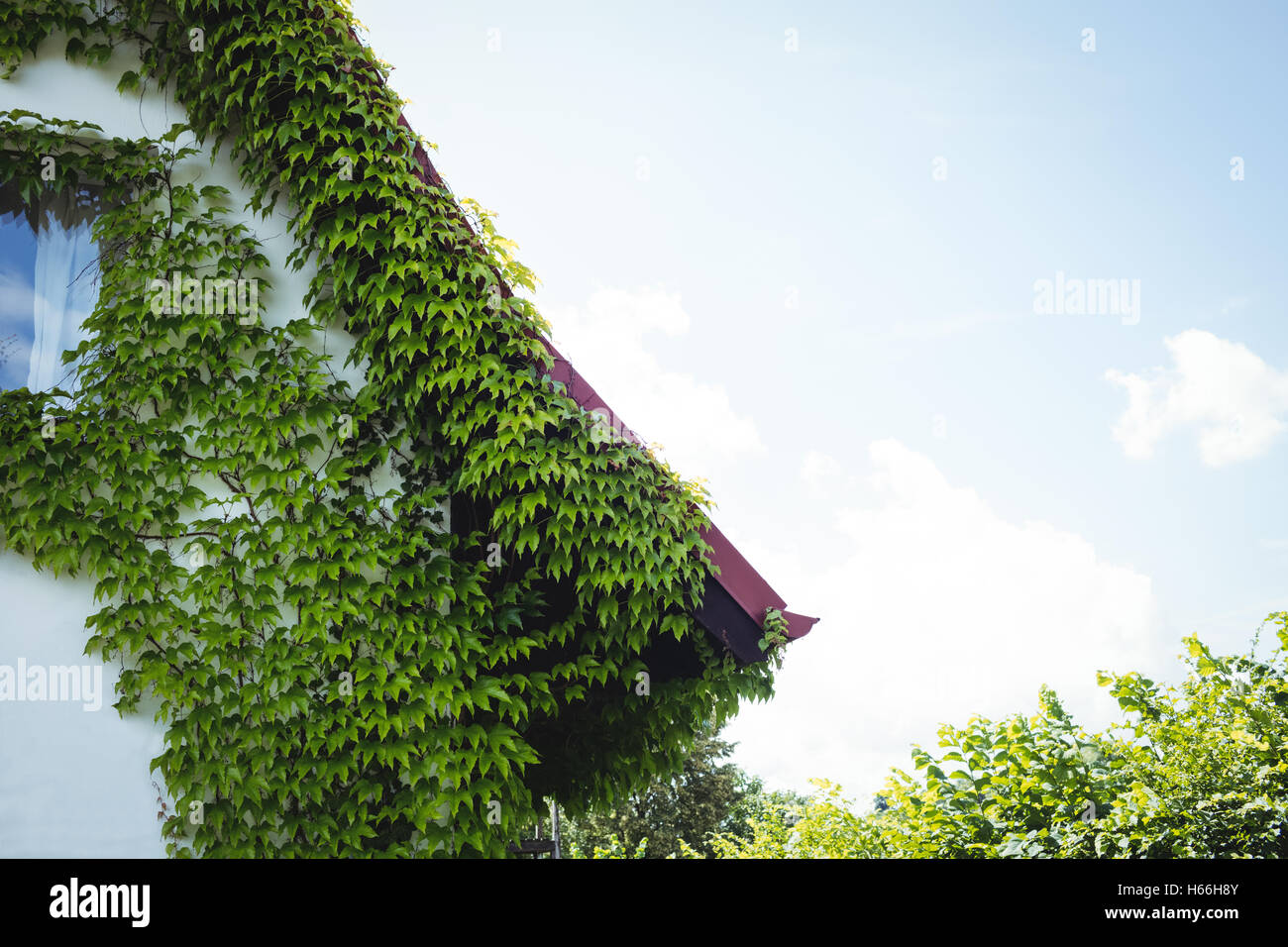 Liane piante su una casa Foto Stock