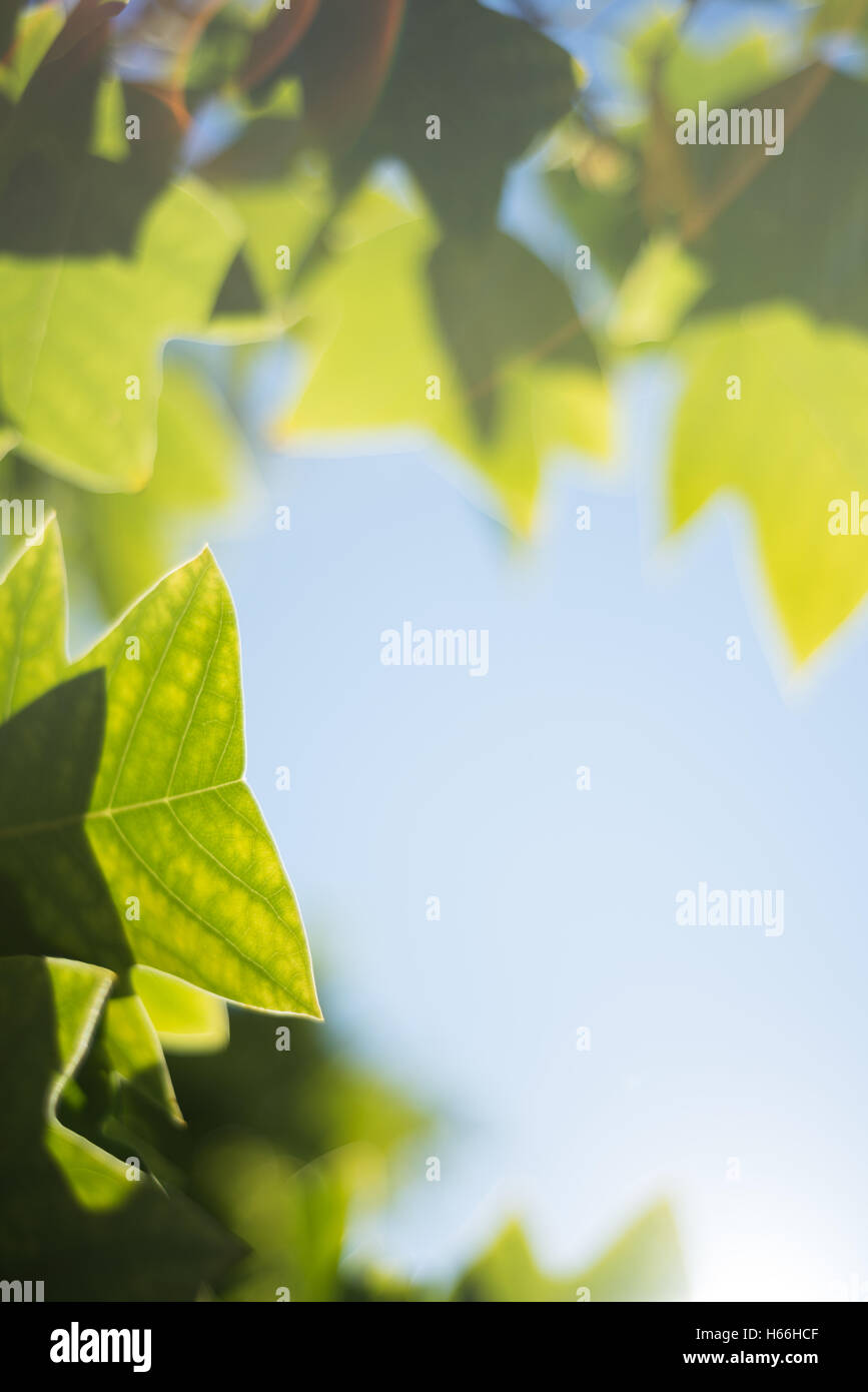 Close-up di foglie verdi Foto Stock