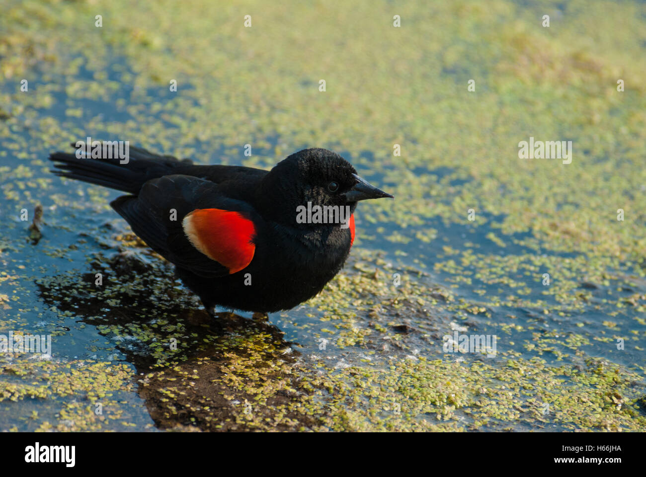 Un maschio rosso-winged blackbird foraggio per il cibo nei fondali bassi di lenticchie d'acqua-stagno coperto in St Albert, Alberta, Canada Foto Stock