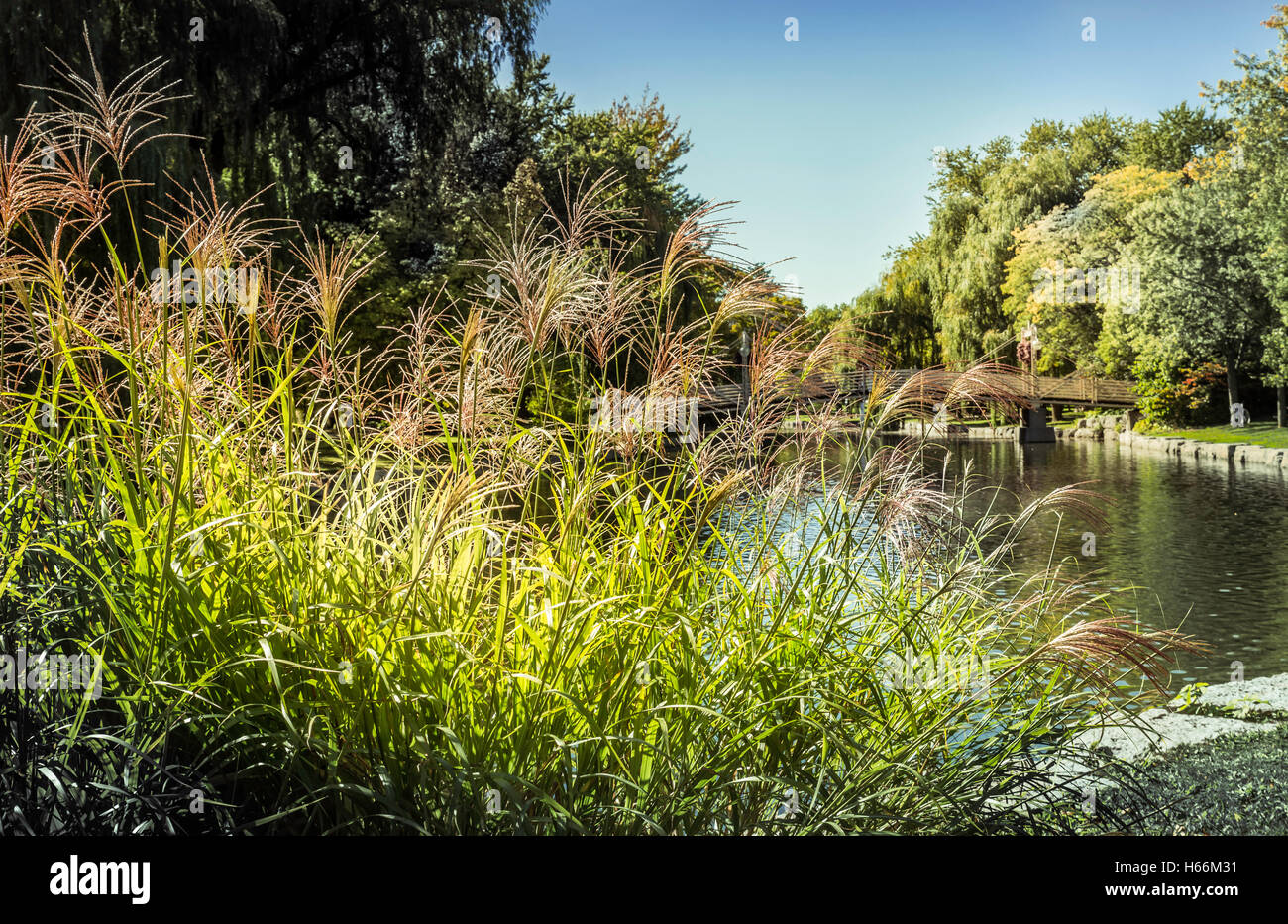 Wispy erba selvatica accanto ad un laghetto Foto Stock