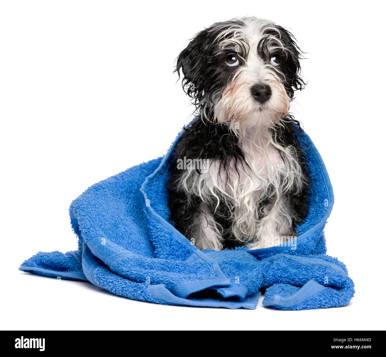 Carino smart havanese cucciolo dopo il bagno è seduta su un asciugamano blu Foto Stock