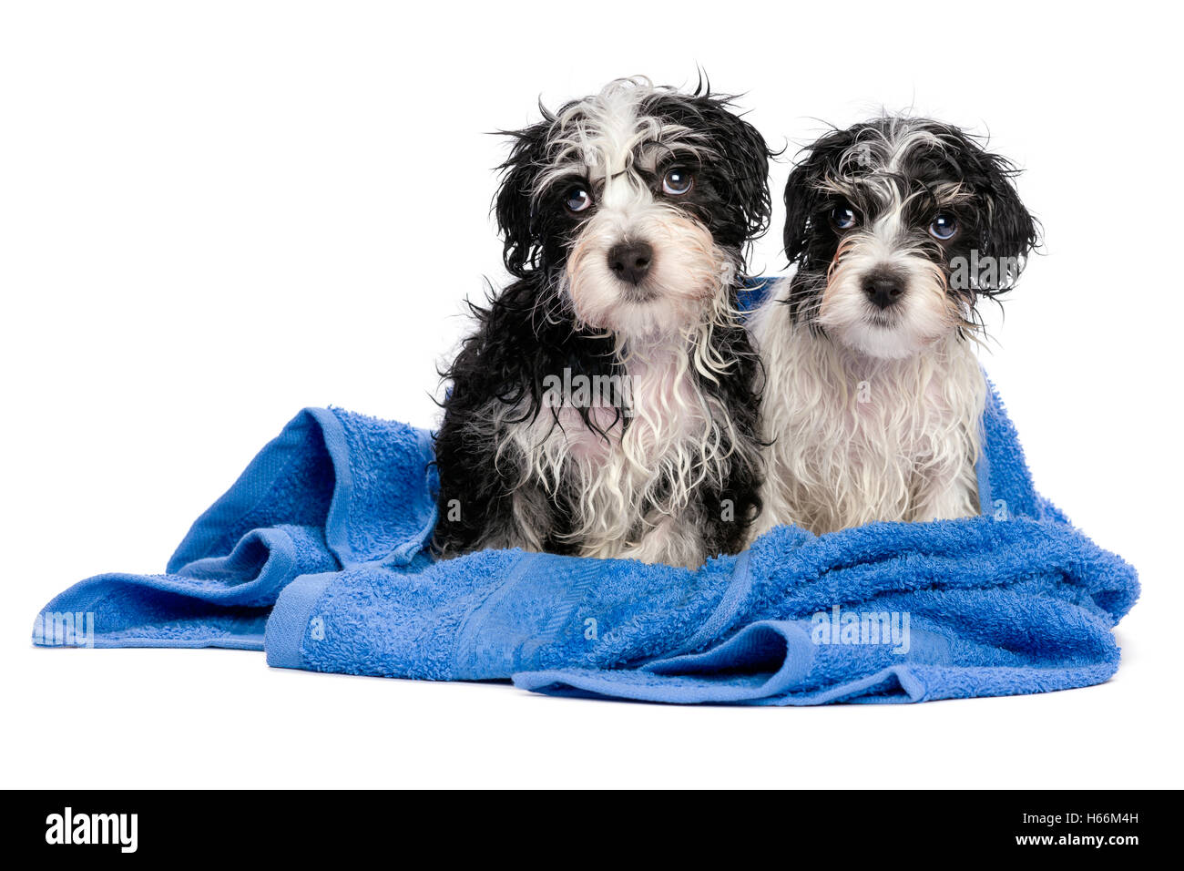 Due simpatici cuccioli havanese dopo il bagno è seduta su un asciugamano blu Foto Stock
