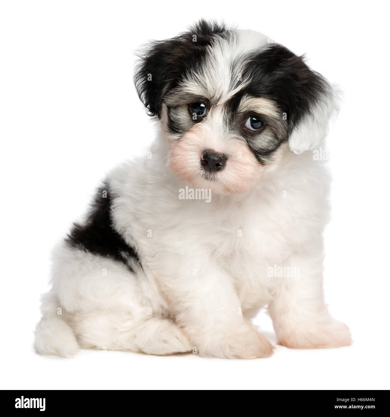 Carino seduta bianco macchiato havanese cucciolo di cane Foto Stock