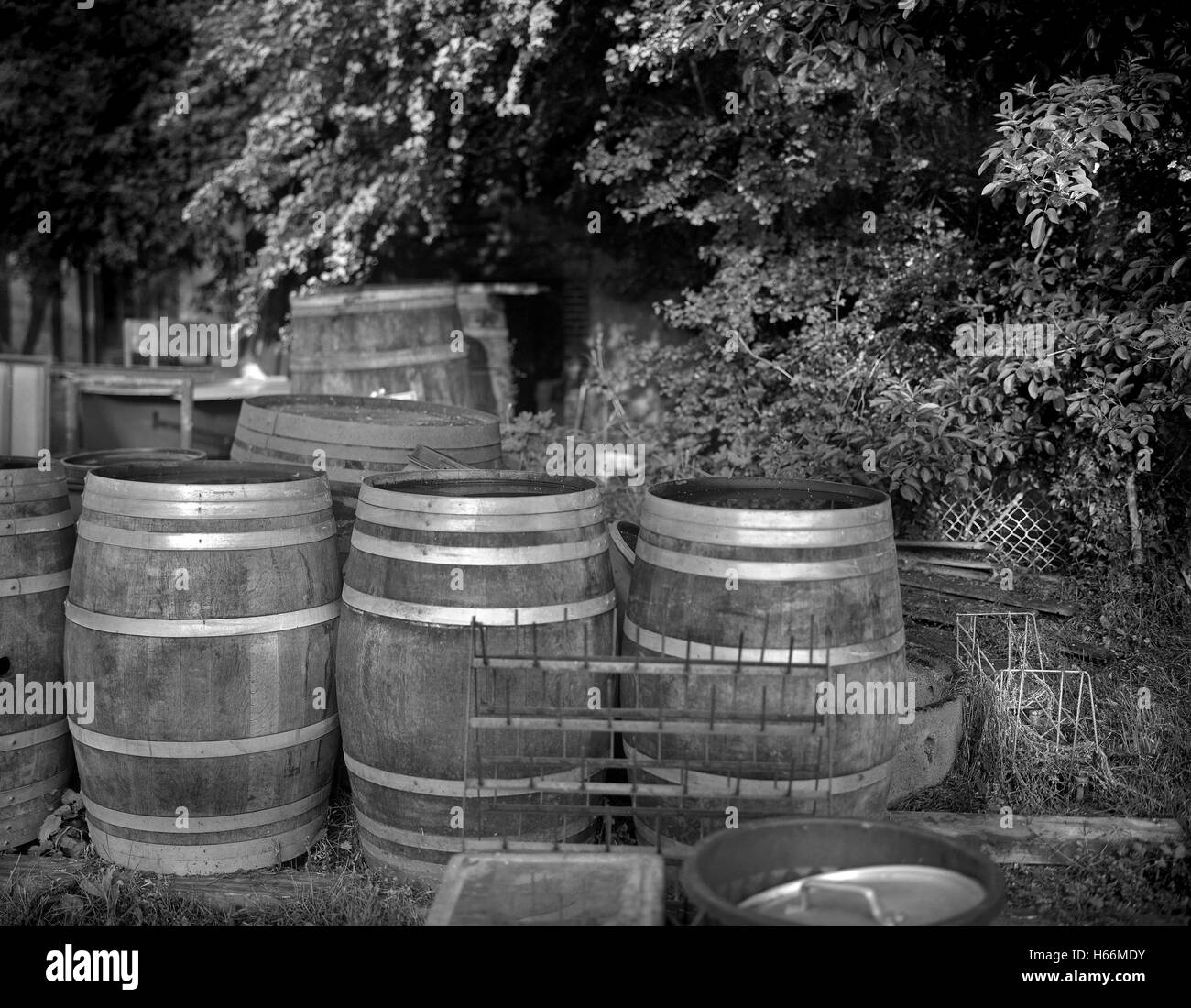 Botti di rovere,sidro,calvados,Normandia Foto Stock