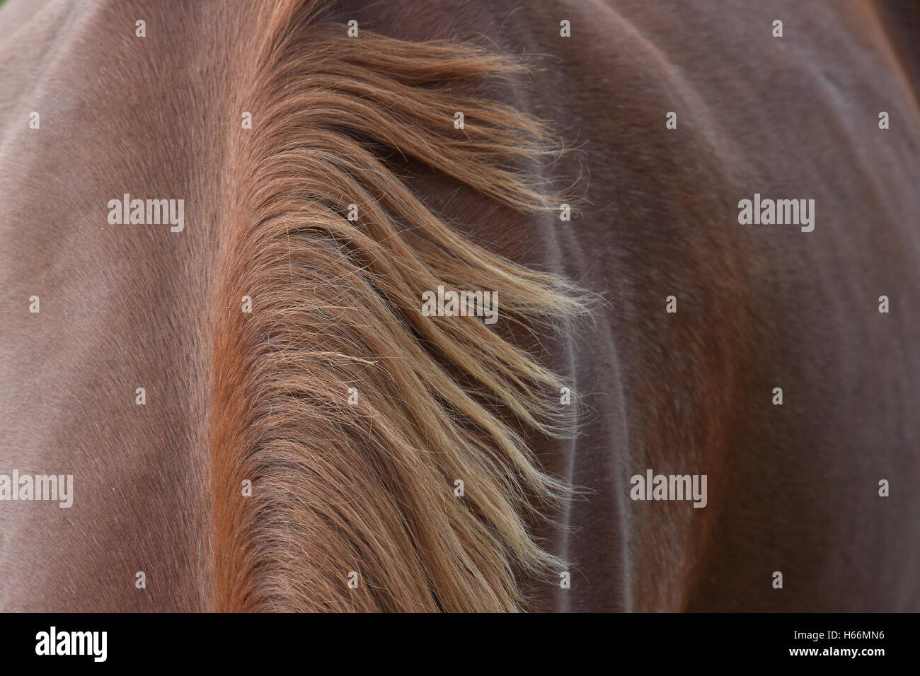 Mane dettaglio sul cavallo marrone Foto Stock