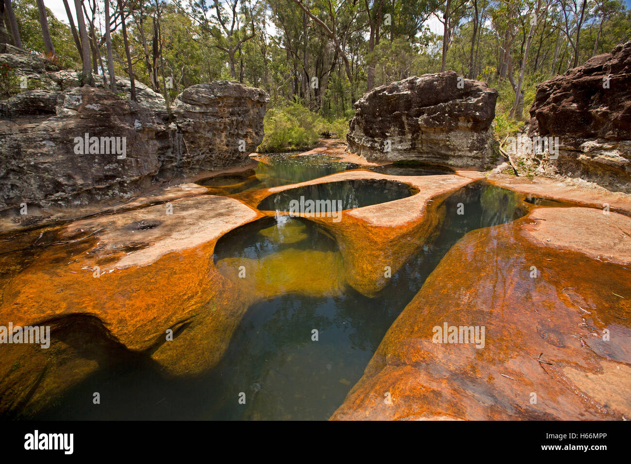 Paesaggio dominato da fori profondi erosi in pietra arenaria rossa e riempito con acqua chiara nel flusso delimitata da foresta a Blackdown alpeggi N P Australia Foto Stock