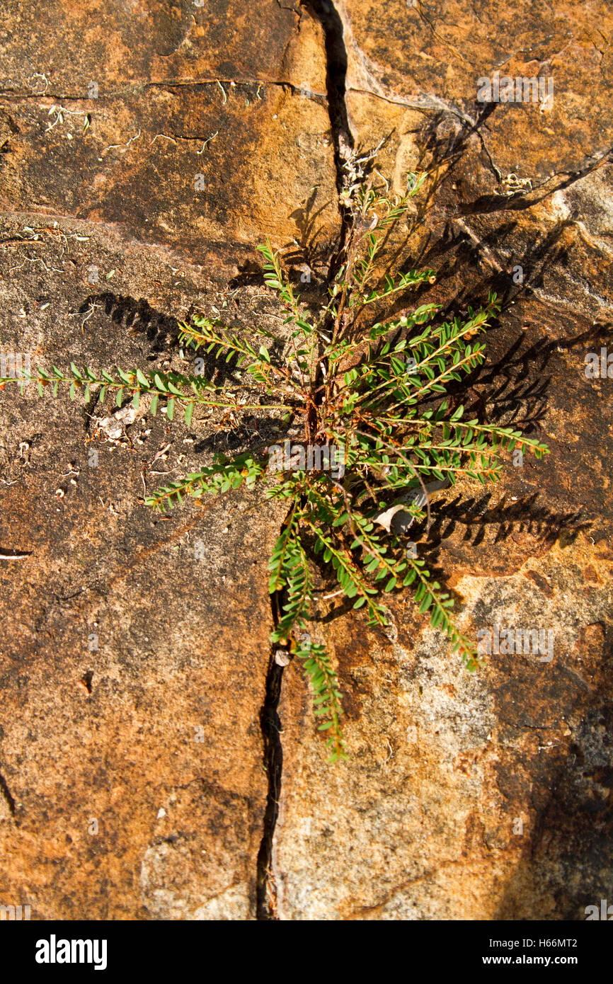 Bassa pianta crescente con piccola verde smeraldo lascia crescere in un crack in pietra arenaria rossa roccia del Queensland centrale Australia Foto Stock