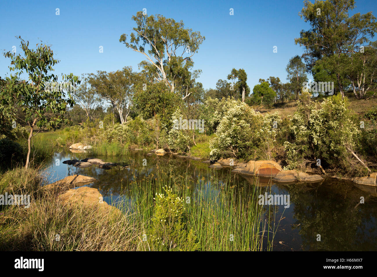 Il pittoresco entroterra australiano di paesaggio, fiori selvatici, Red Rocks, alberi e cielo blu riflessa in superficie a specchio di acqua del flusso pigro dopo la pioggia Foto Stock