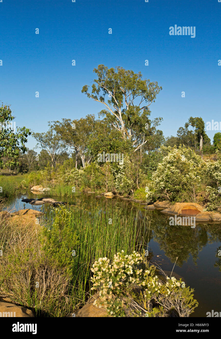 Il pittoresco entroterra australiano di paesaggio, fiori selvatici, Red Rocks, alberi e cielo blu riflessa in superficie a specchio di acqua del flusso pigro dopo la pioggia Foto Stock