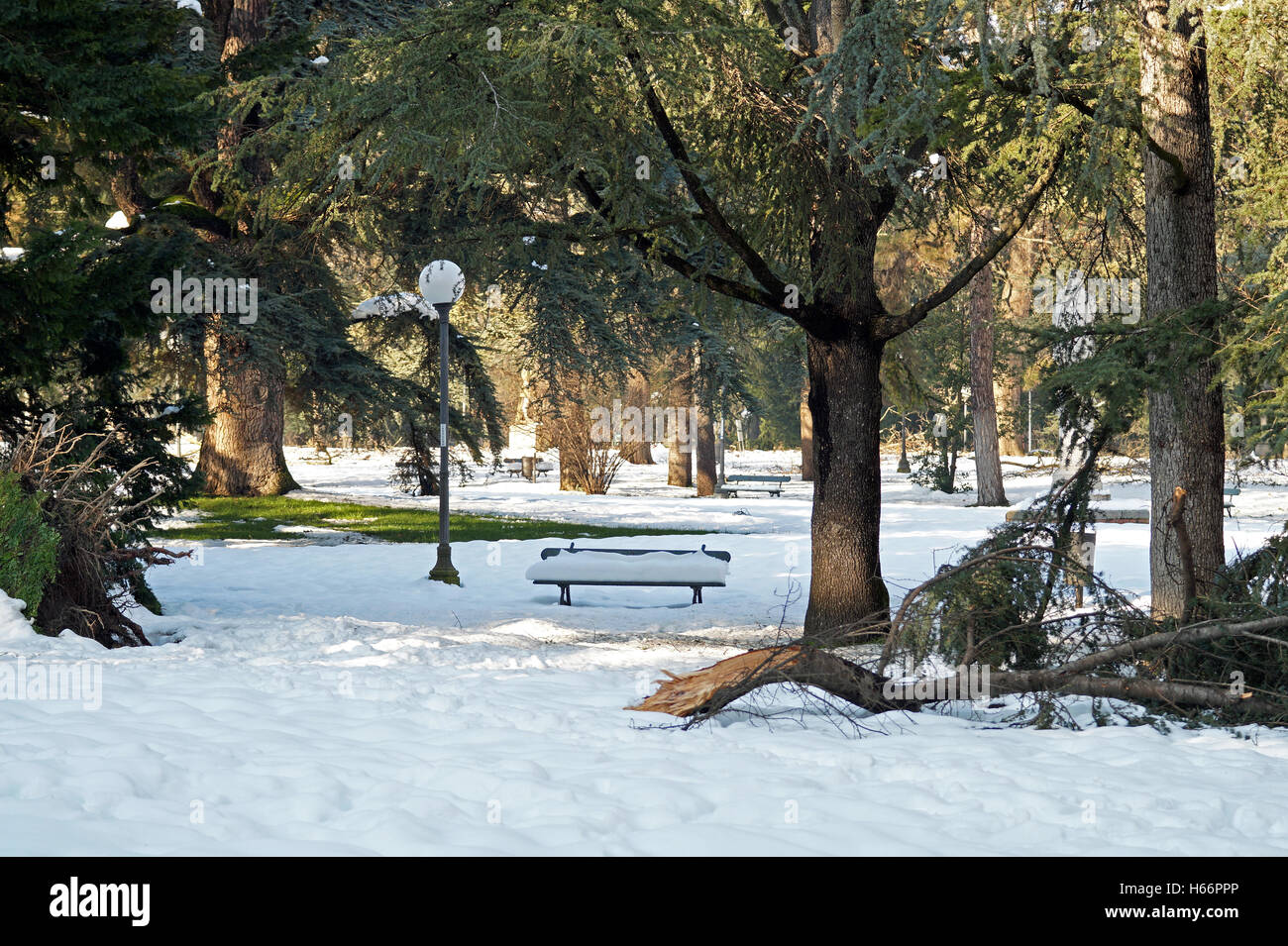 All'aperto, albero, freddo, nevoso, Foresta, Parco, bianco, blu, inverno, giorno, bellezza, nuovo, gelo, scena, bella, sfondo, neve brid Foto Stock