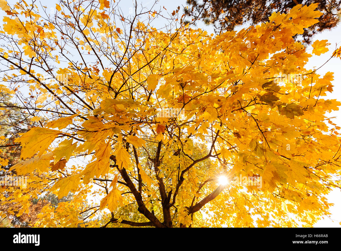 Focus sul giallo delle chiome in autunno in una giornata di sole, nota leggera profondità di campo Foto Stock