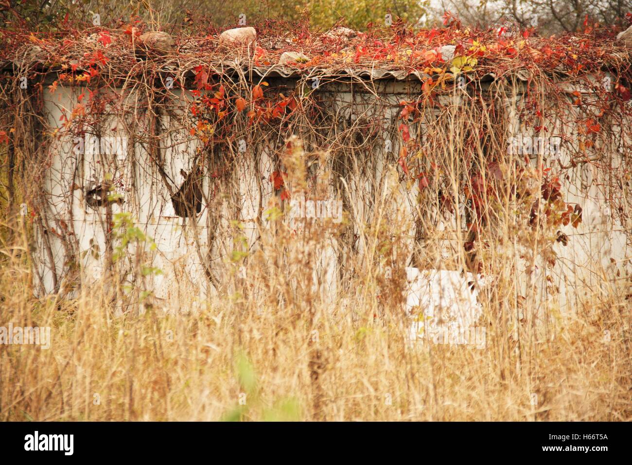 Autunno Foto Stock