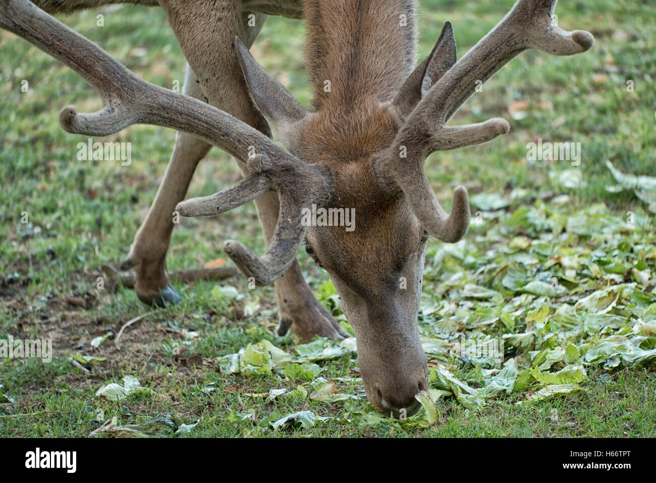 Un cervo di mangiare le foglie di terra Foto Stock