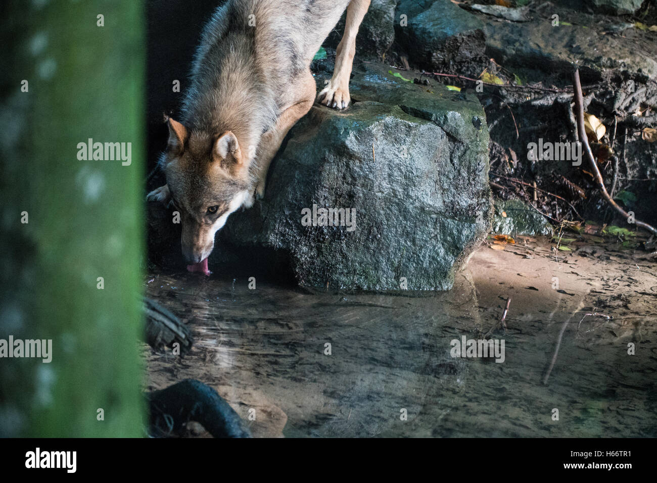 Un lupo assetato seduto su una roccia e acqua potabile da un laghetto Foto Stock