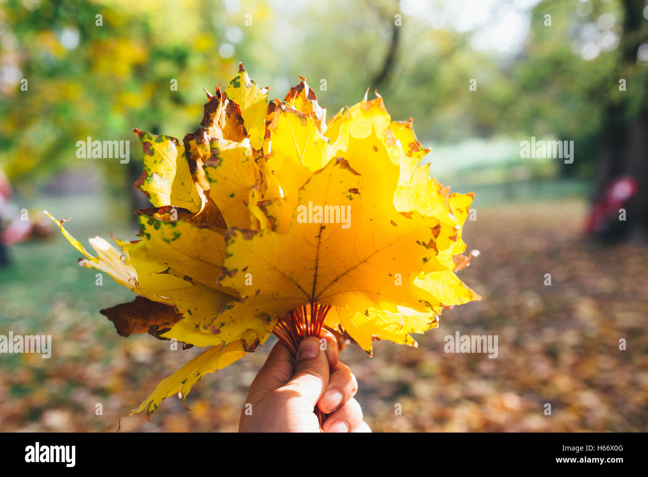 Tenendo la mano gialla foglie di acero in autunno sfondo soleggiato Foto Stock