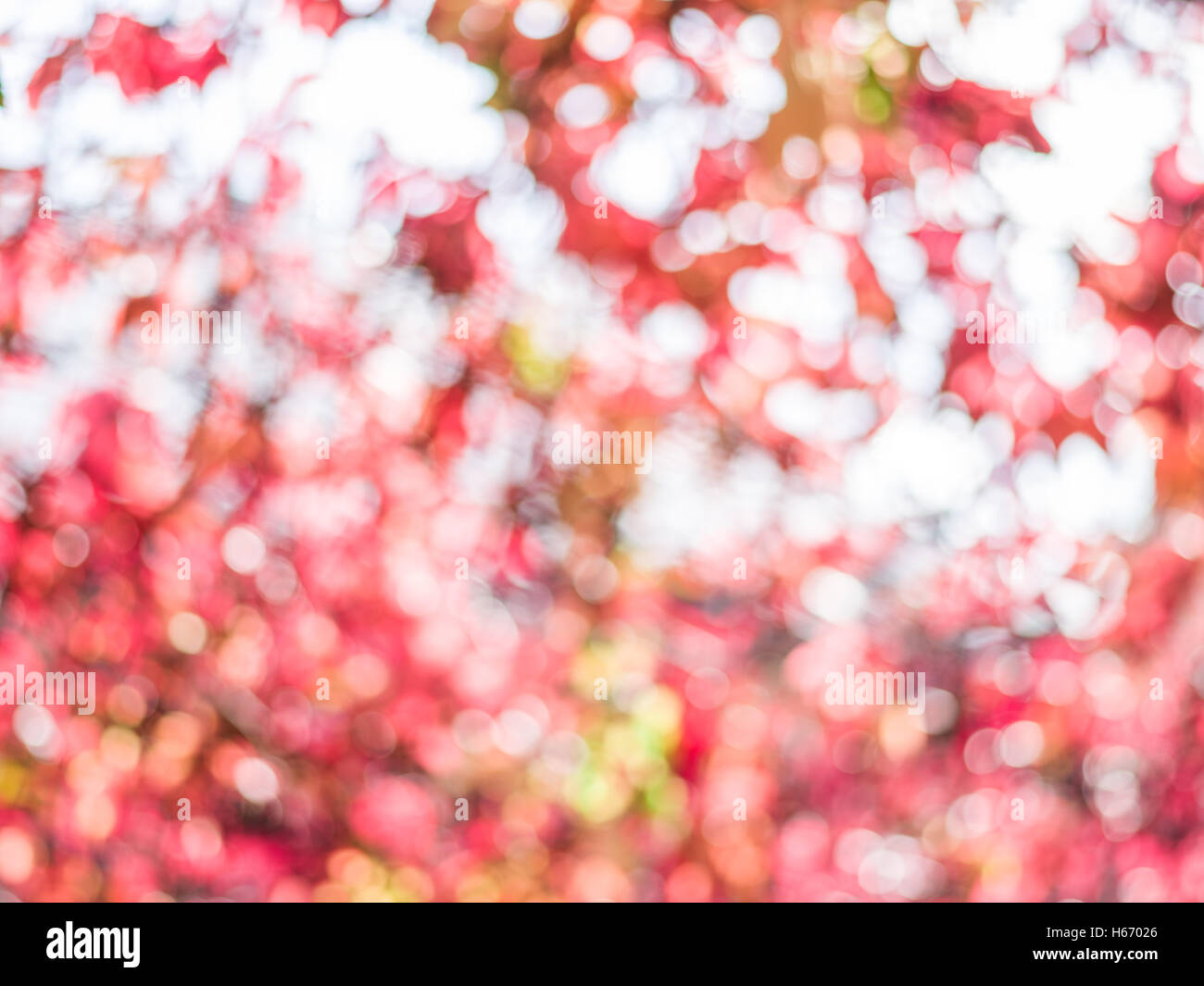 Sfocato foglie rosse. La natura dello sfondo. Foto Stock