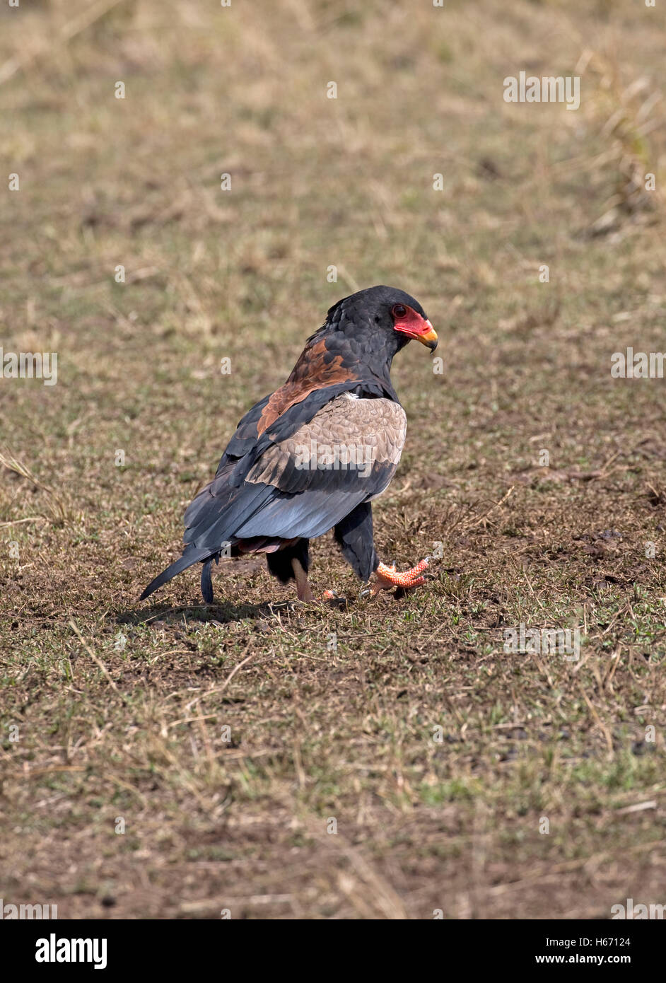 Bateleur eagle su terra Terathopius ecaudatus Masai Mara Kenya Foto Stock