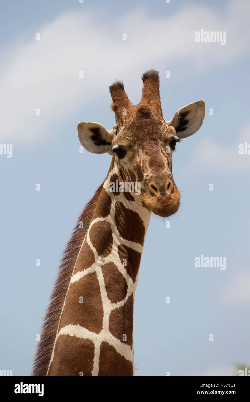 Testa e collo Recticulated o somalo Giraffa giraffa camelopardalis reticulata Parco nazionale di Meru Kenya Foto Stock