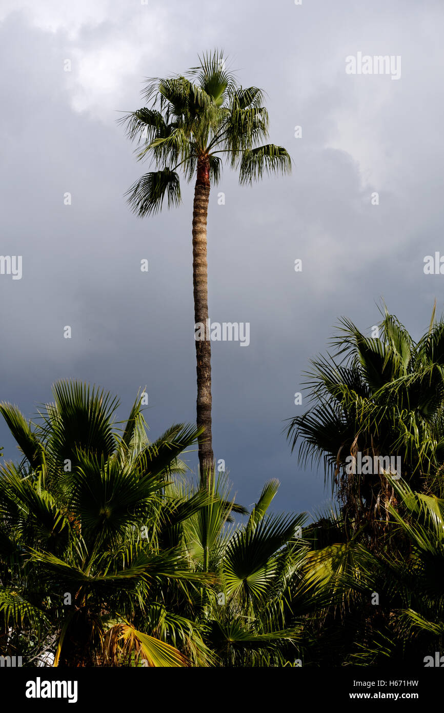 Una alta palma si staglia contro un grigio scuro cielo minaccioso Foto Stock