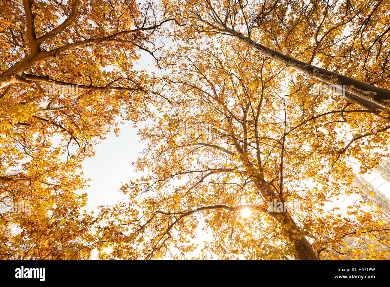 Corona ad albero in autunno in una giornata di sole, nota leggera profondità di campo Foto Stock
