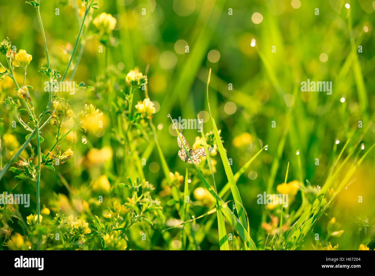 Bellissimo paesaggio della fauna. fresco verde erba e fiori di campo giallo con gocce d'acqua sullo sfondo dei fasci di luce del sole. Foto Stock