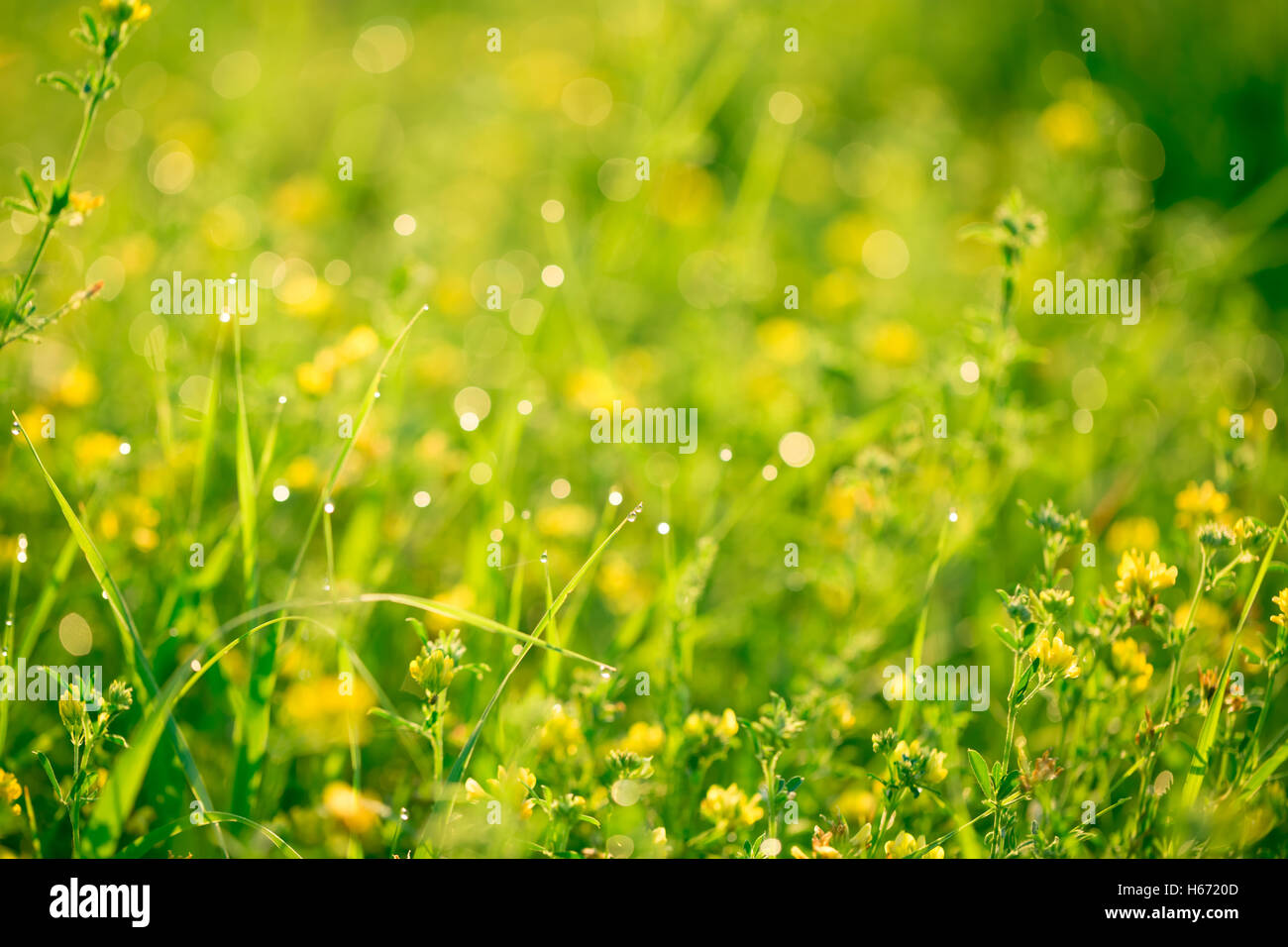 Bellissimo paesaggio della fauna. fresco verde erba e fiori di campo giallo con gocce d'acqua sullo sfondo dei fasci di luce del sole. Foto Stock