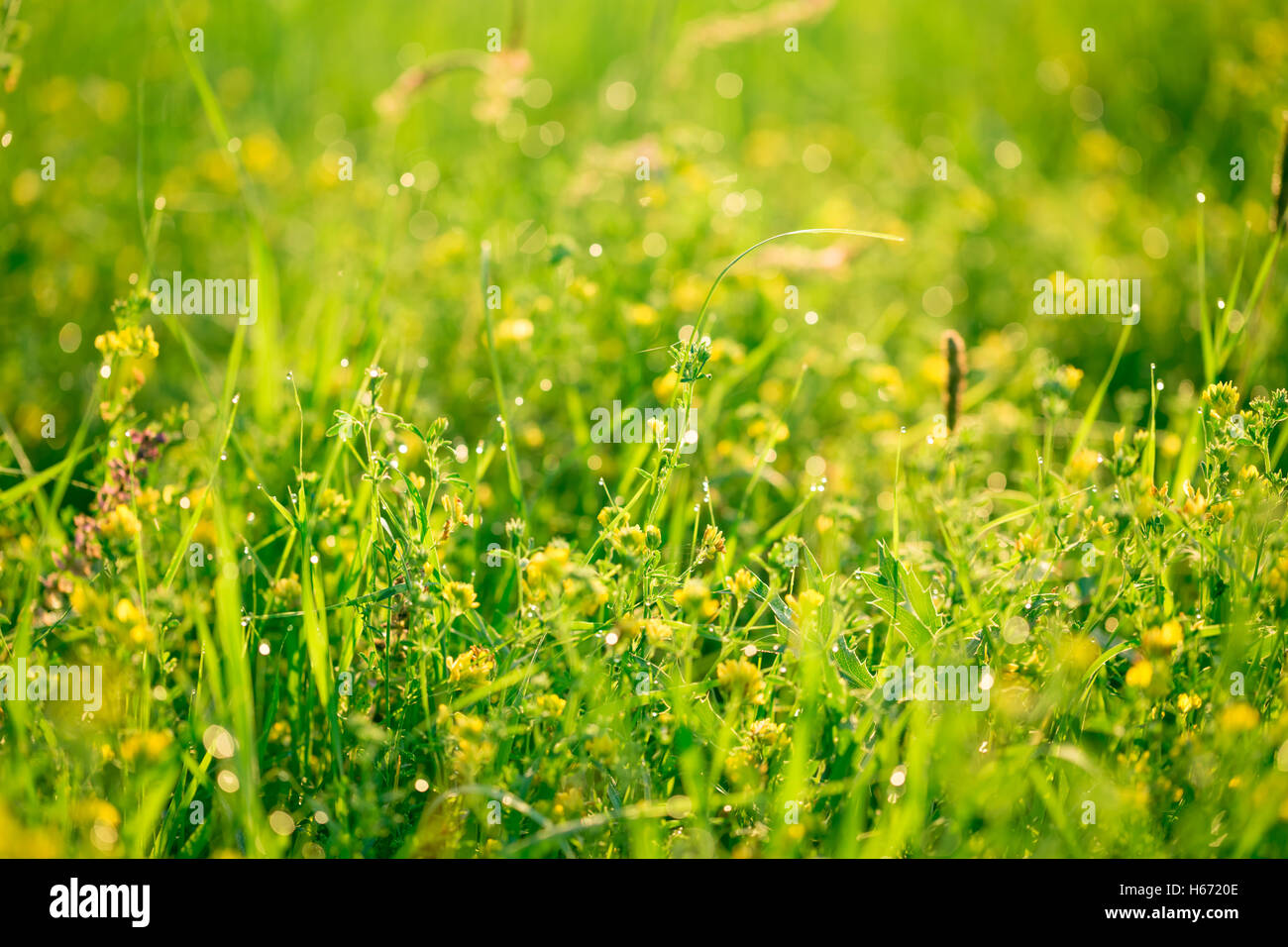 Bellissimo paesaggio della fauna. fresco verde erba e fiori di campo giallo con gocce d'acqua sullo sfondo dei fasci di luce del sole. Foto Stock